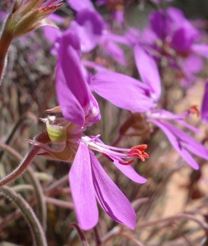 Pelargonium coronopifolium stamens
